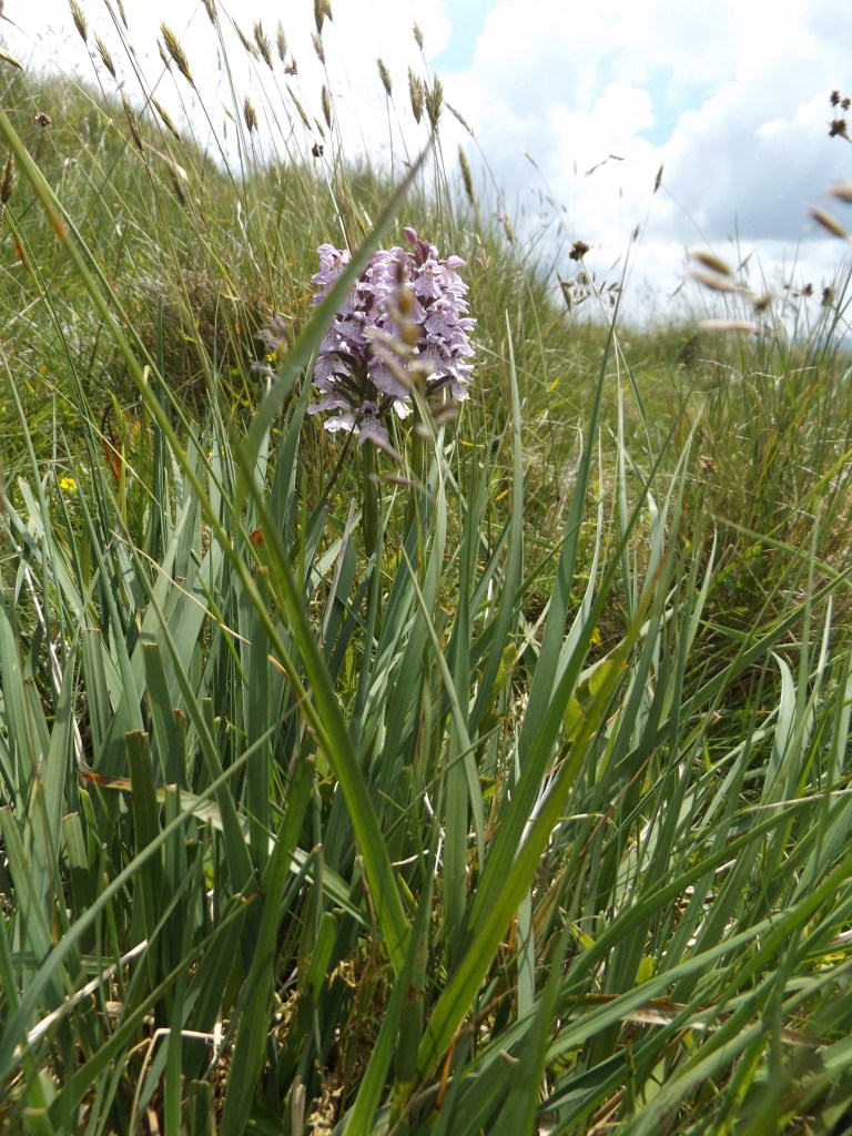 A pale pink wild orchid growing in a mixture of different grasses